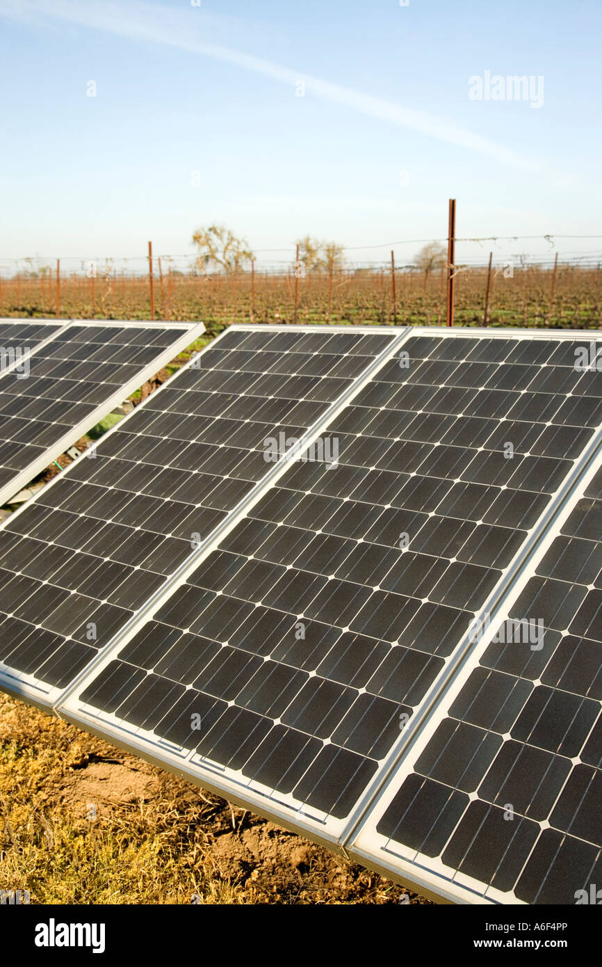 Pannelli solari installati in vigna dormienti, California Foto Stock Pannelli solari installati in vigna dormienti, California Foto Stock