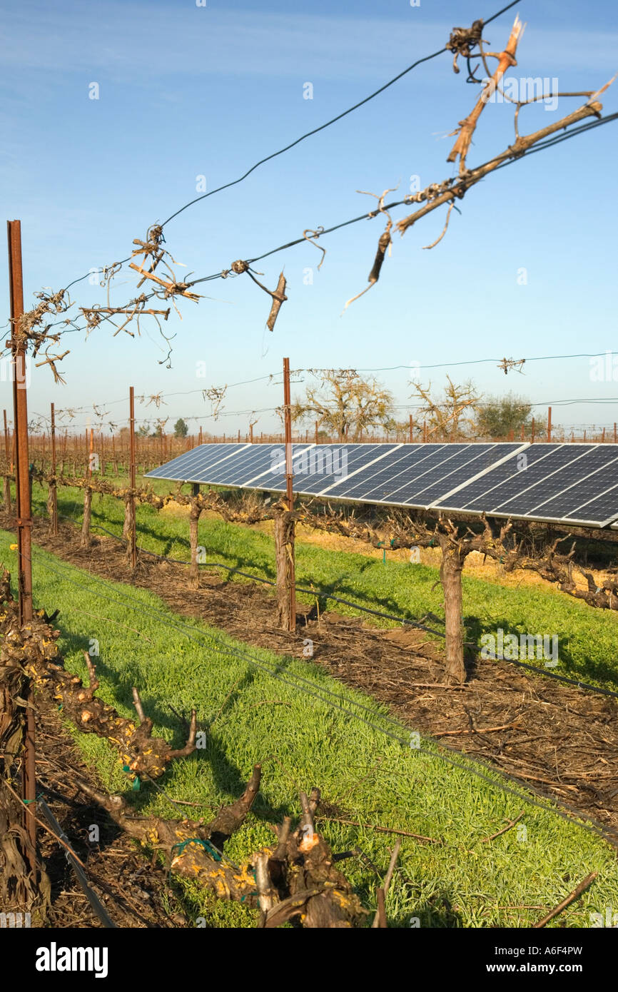 Pannelli solari in vigna dormienti, California Foto Stock Pannelli solari in vigna dormienti, California Foto Stock