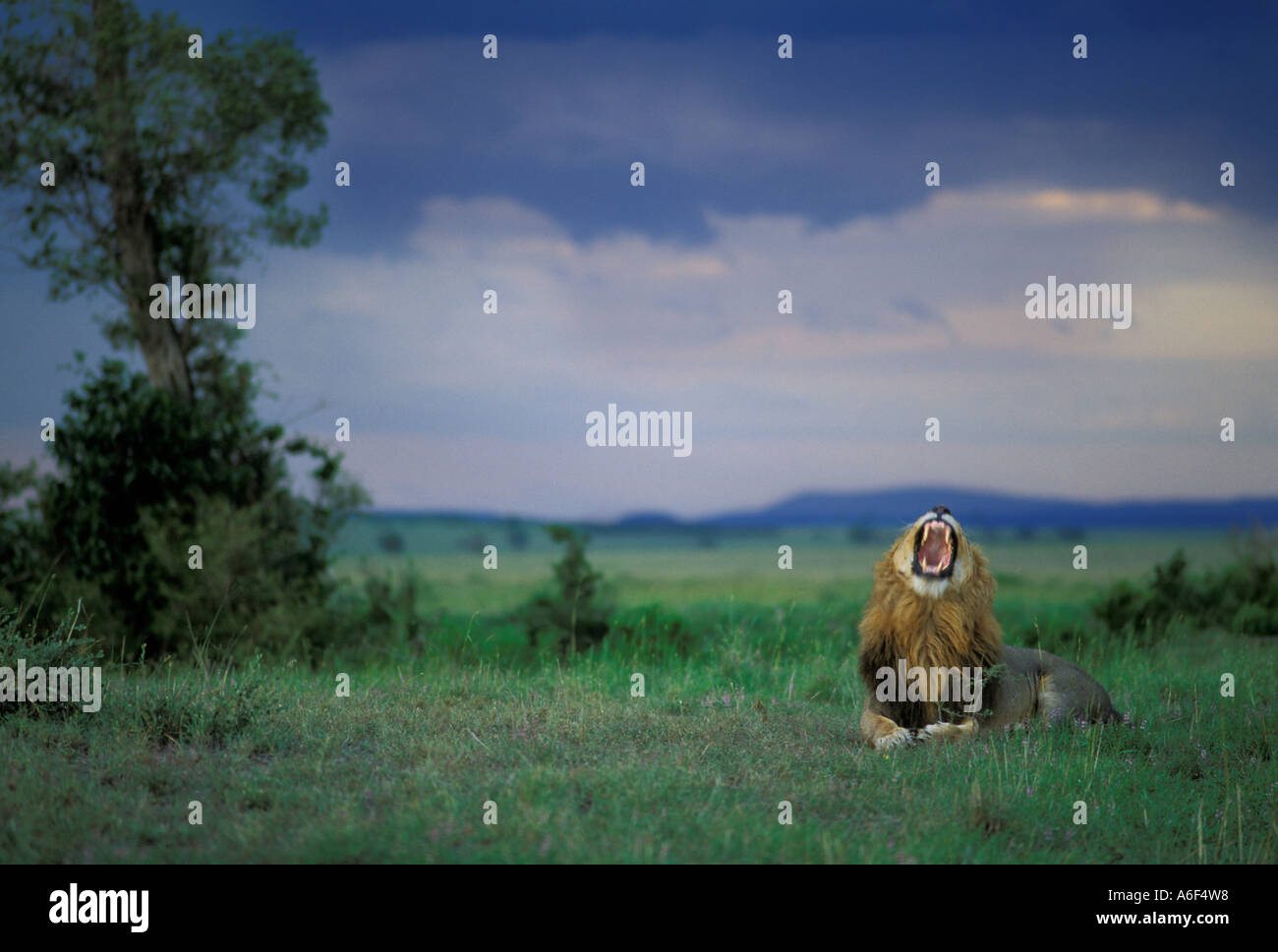 Lion prima di un temporale ( Panthera leo) - Masai Mara - Kenya Foto Stock