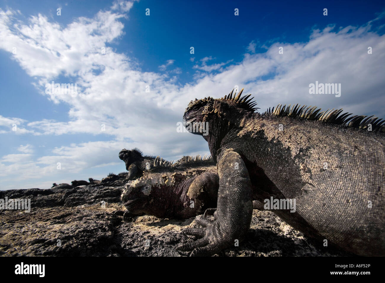 Adulto iguane marine Foto Stock