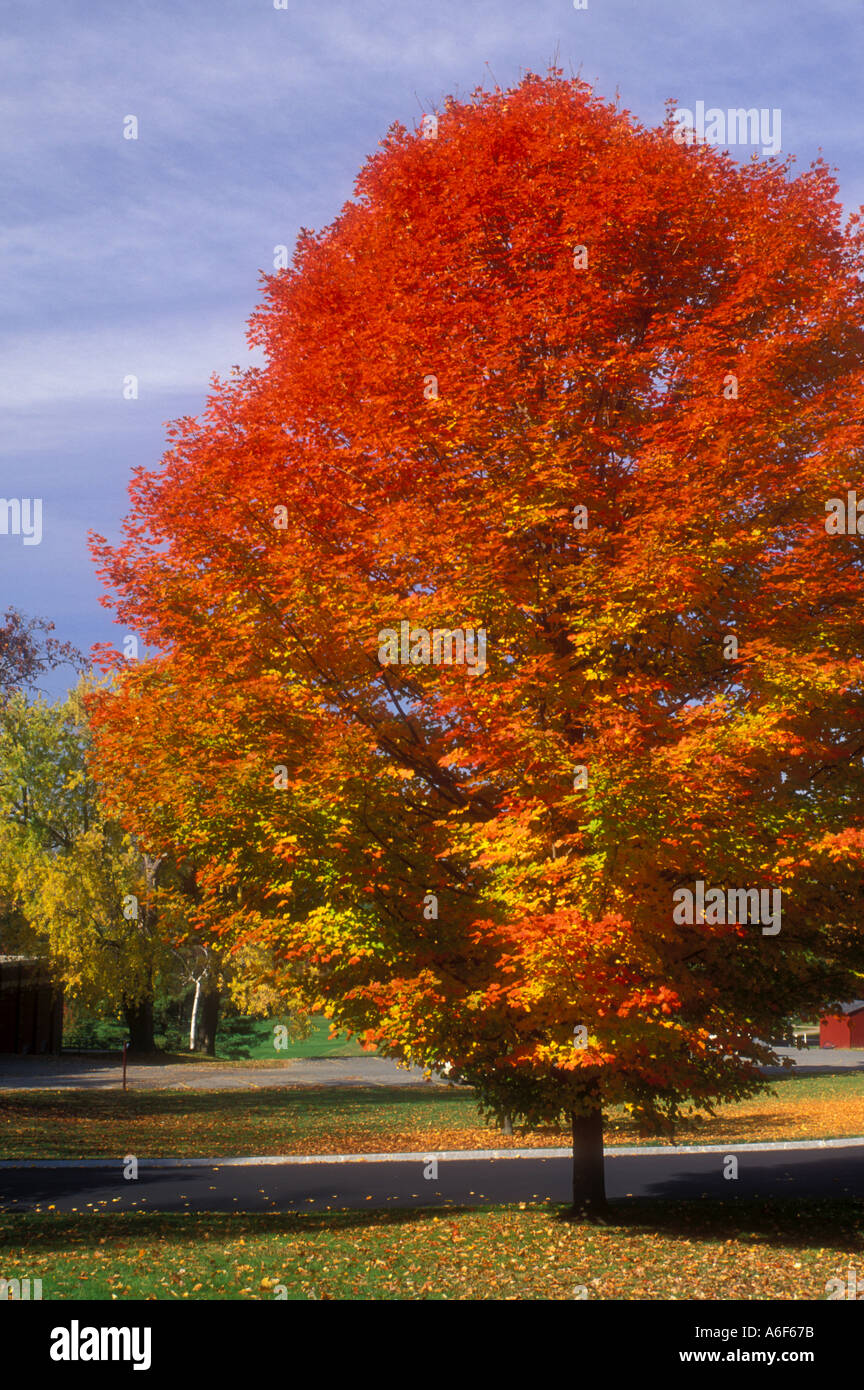 AJ9241, Mt. Hermon, Massachusetts, MA Foto Stock