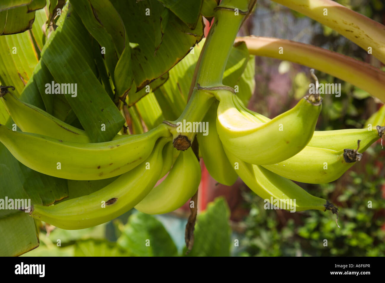 BELIZE Ambergris Caye banane cresce su vista ad albero del mazzetto di frutta Foto Stock