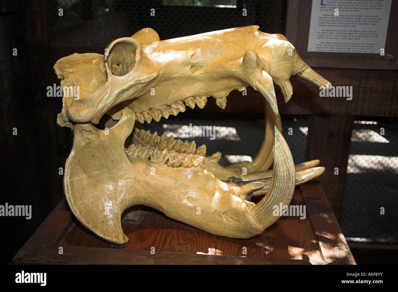Ippopotamo cranio, Regno Animale, Disney World, a Orlando, Florida, Stati Uniti d'America Foto Stock
