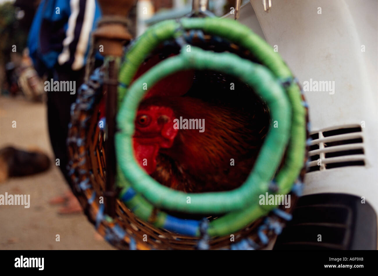 Colorato cesto in vimini con la Rooster su scooter, Thailandia Foto Stock