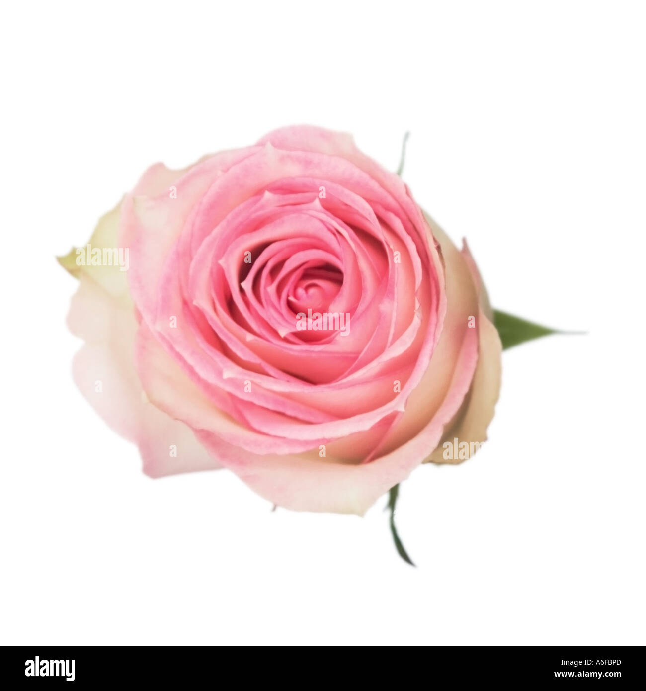 Nome comune: Rose nome latino: Rosa Foto Stock