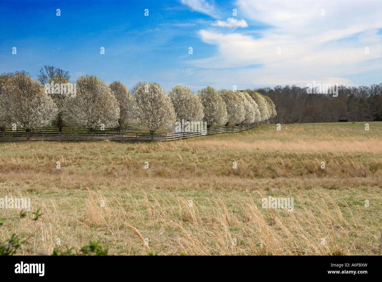 Fila di Bradford peri che fiorisce in primavera Cohutta GA USA Foto Stock