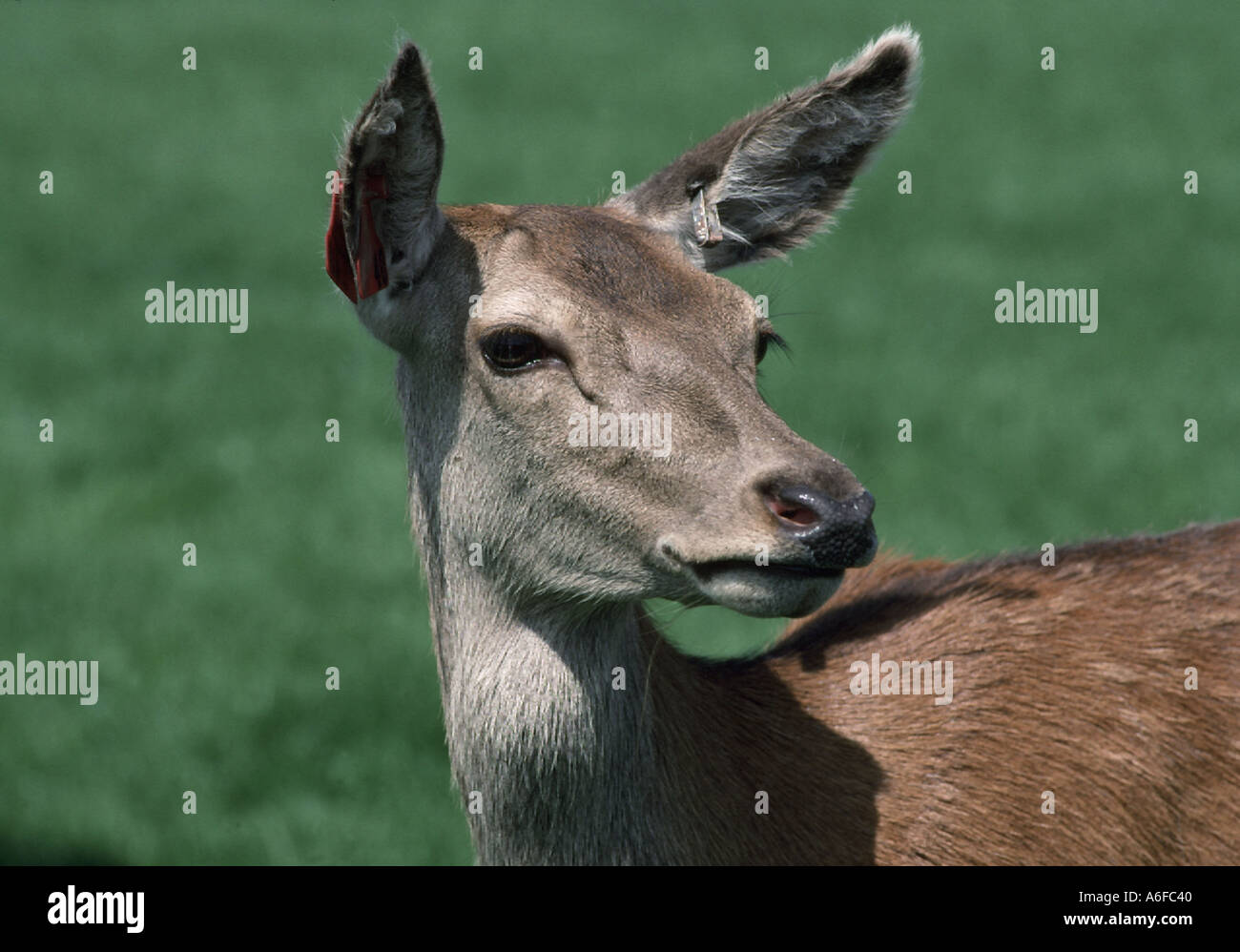 Avviso Red Deer hind Cervus elaphus da un allevamento di cervi rossi mandria Foto Stock