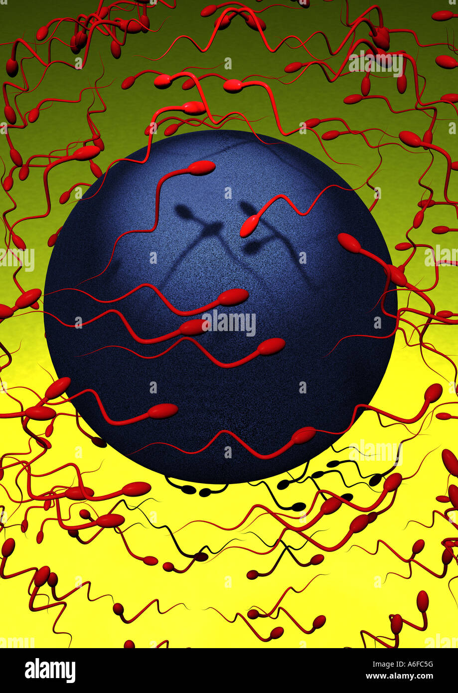 Ovum spermi fecondazione inseminazione di fertilizzazione di grafica 3D Eizelle Befruchtung Spermien Foto Stock