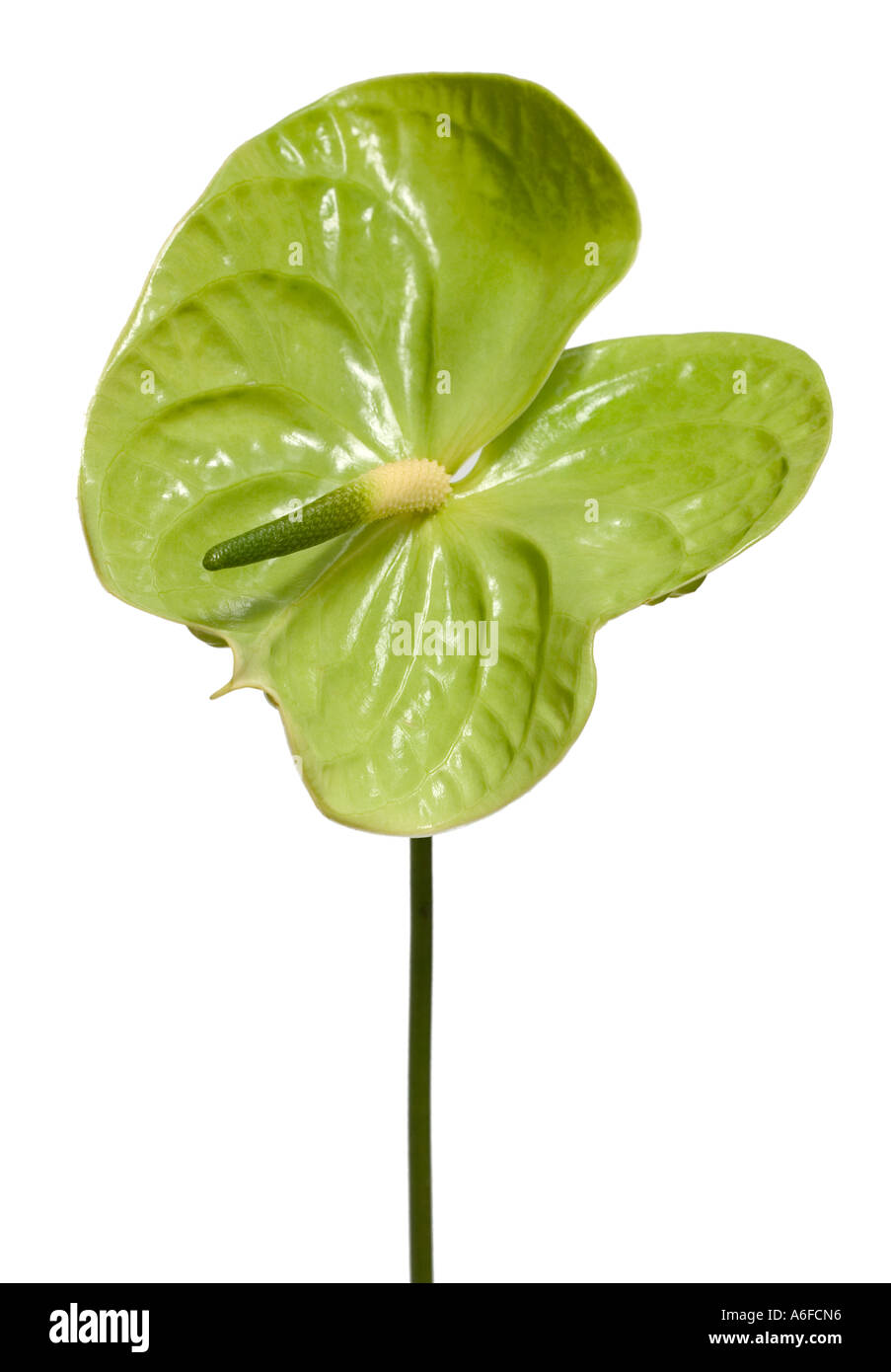 Pittore della tavolozza "Anthurium andraeanum' Shot in studio contro uno sfondo bianco Foto Stock