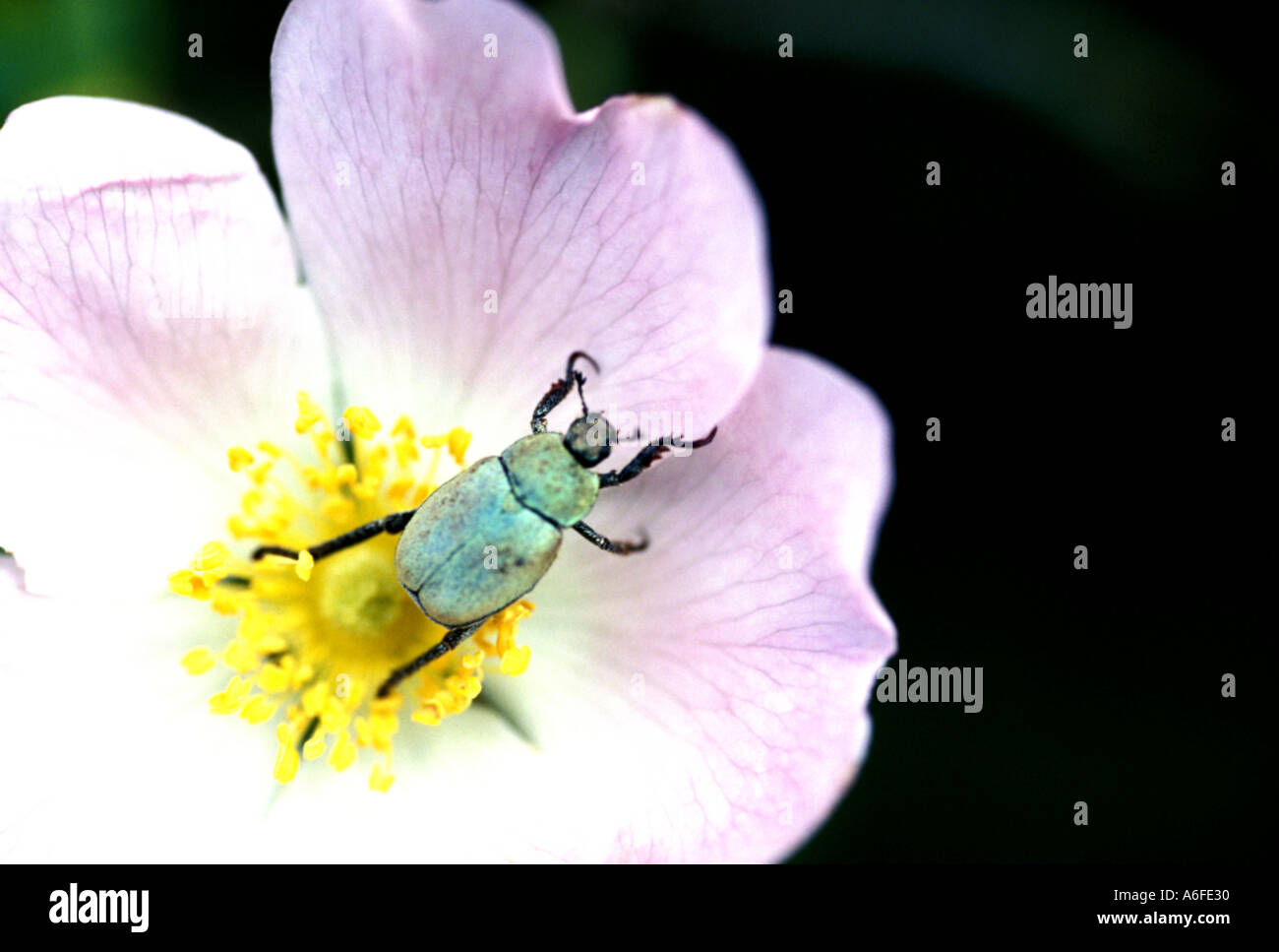 Colore verde scarabeo scarabeo alimentarsi di polline su un wild rose fiore Foto Stock