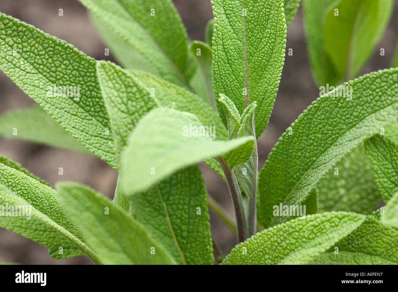 Immagine ravvicinata di foglie di salvia 'Salvia officinalis' Foto Stock