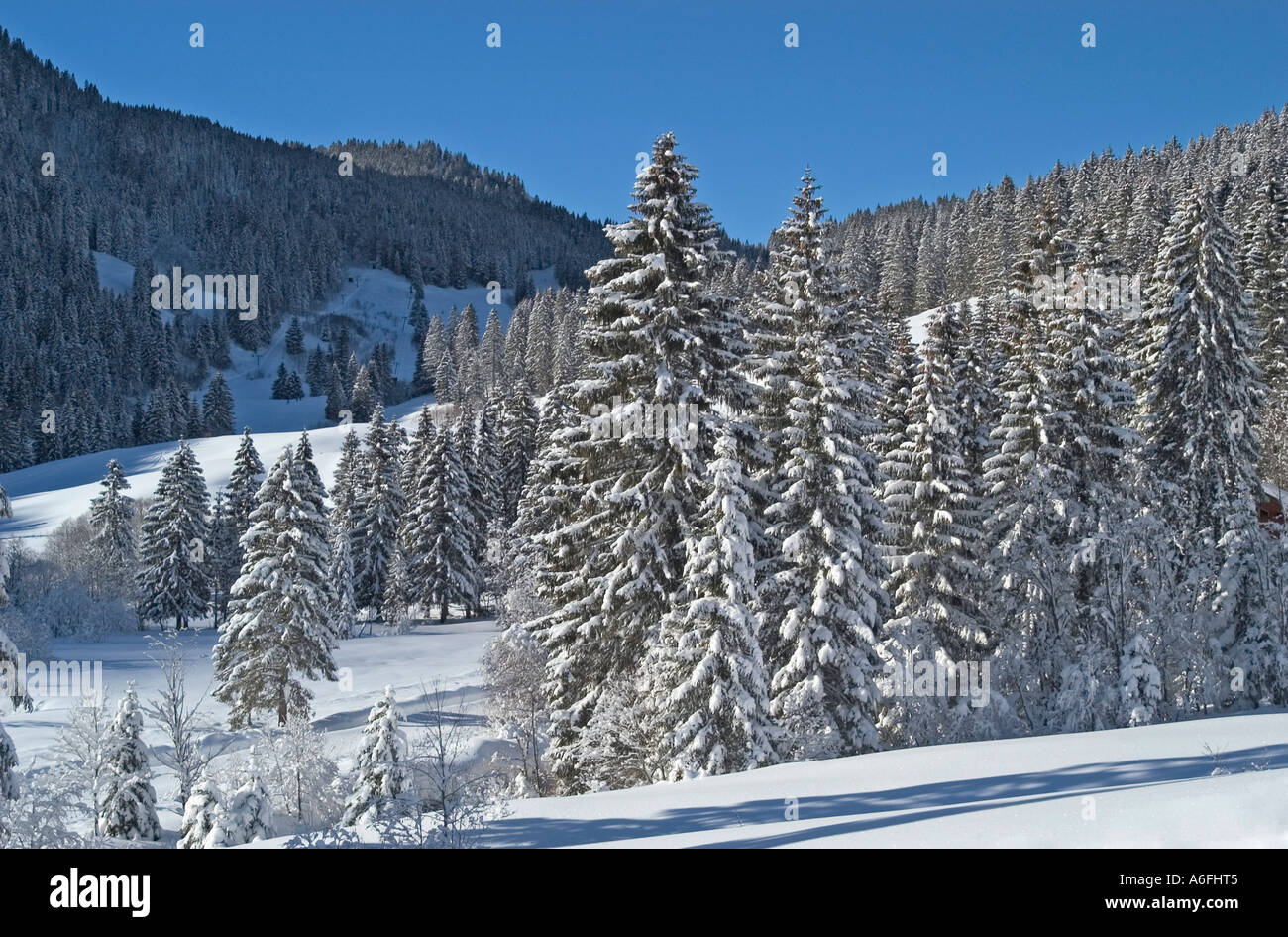 Coperta di neve abeti Valepp Valley vicino a Spitzingess lago Spitzing Alta Baviera Germania Foto Stock