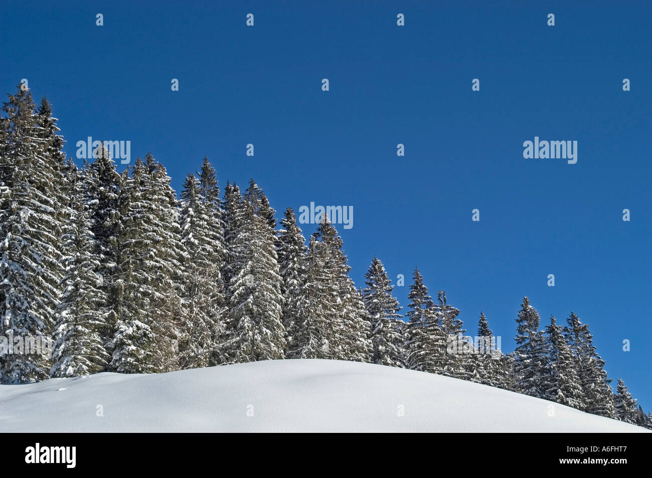 Coperta di neve abeti Valepp Valley vicino a Spitzingess lago Spitzing Alta Baviera Germania Foto Stock