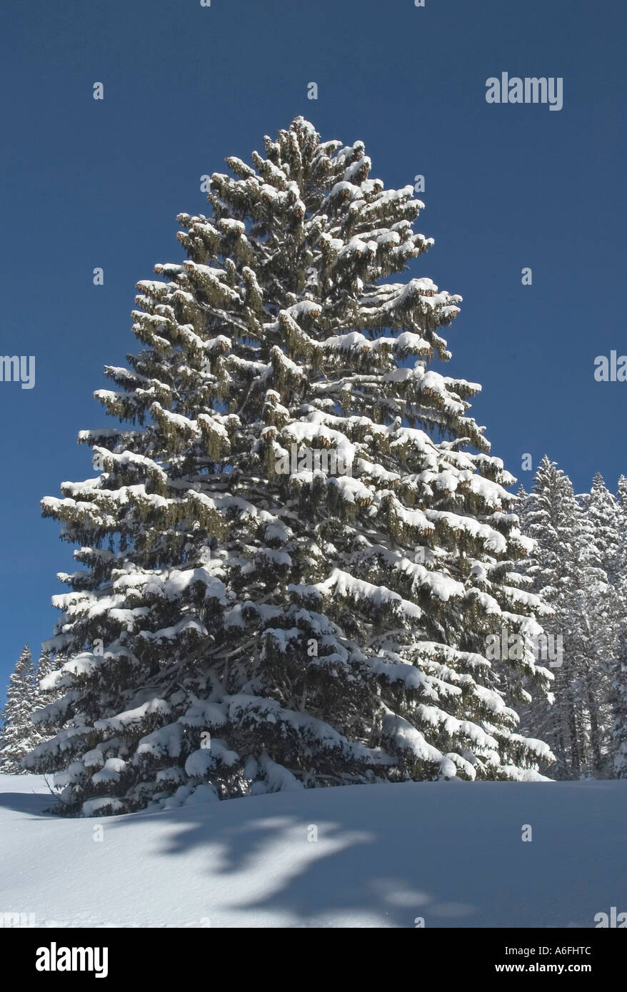 Coperte di neve albero di abete Valepp Valley vicino a Spitzingess lago Spitzing Alta Baviera Germania Foto Stock