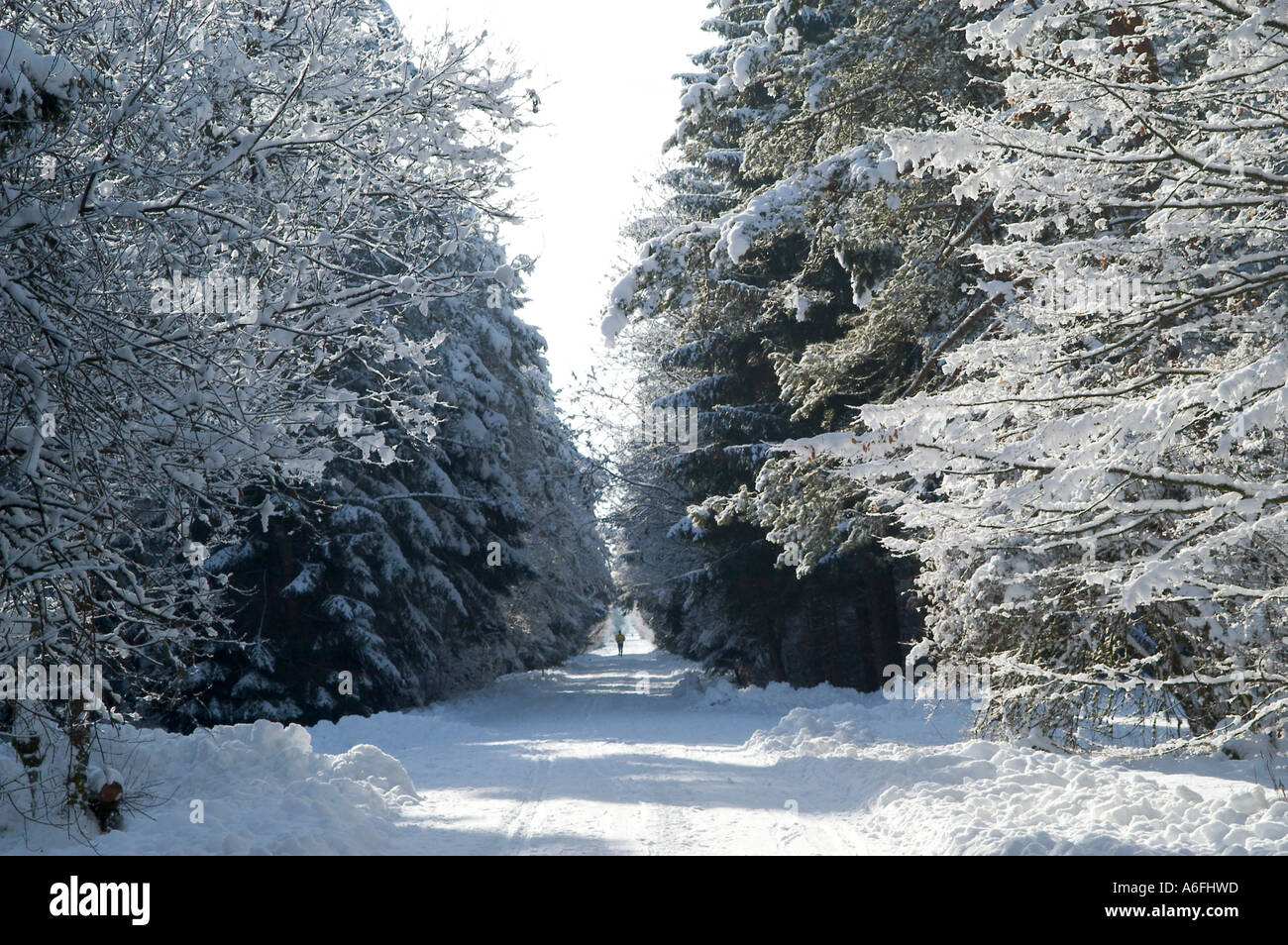 Coperte di neve in strada il bosco Perlacher Forst Monaco di Baviera Germania Foto Stock