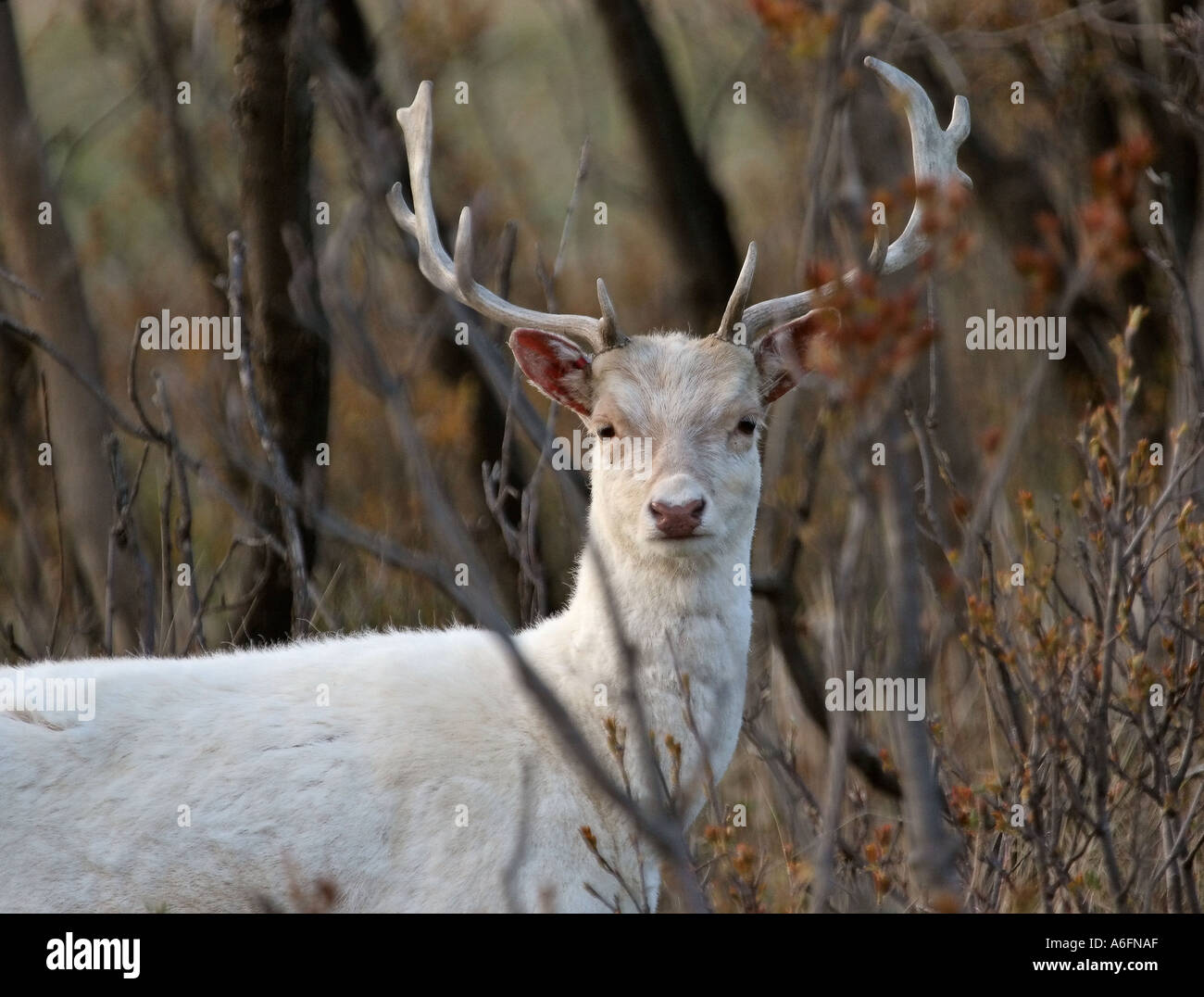 Una rara White Stag scenic in Saskatchewan in Canada Foto Stock