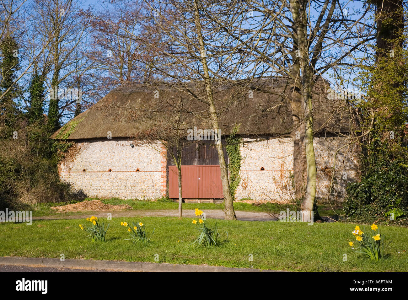 Narcisi e Sussex vecchio granaio fatto di flintstones con tetto di paglia Bognor Regis West Sussex England Regno Unito Foto Stock