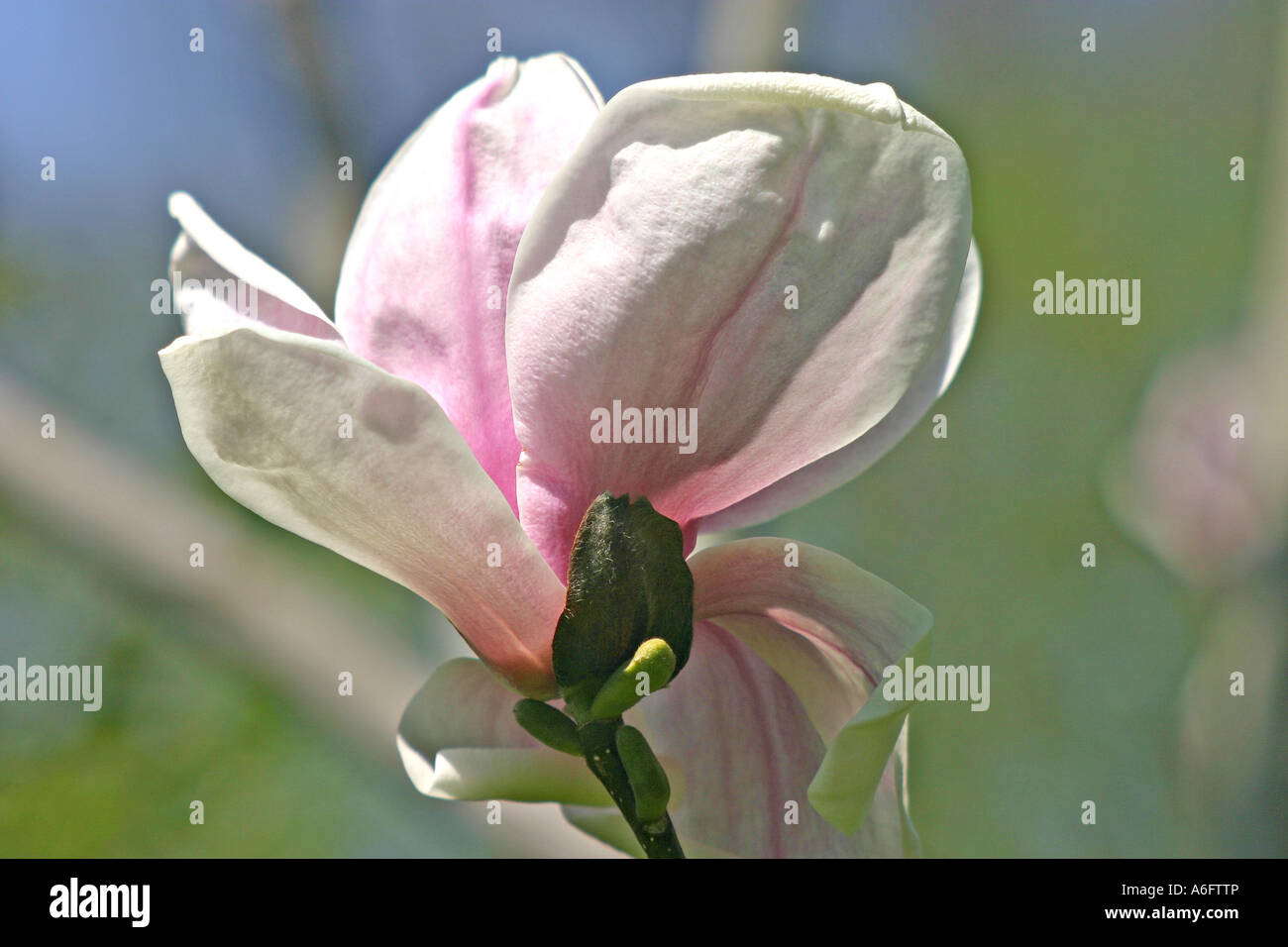 Magnolia blossom Central Park di New York City Foto Stock
