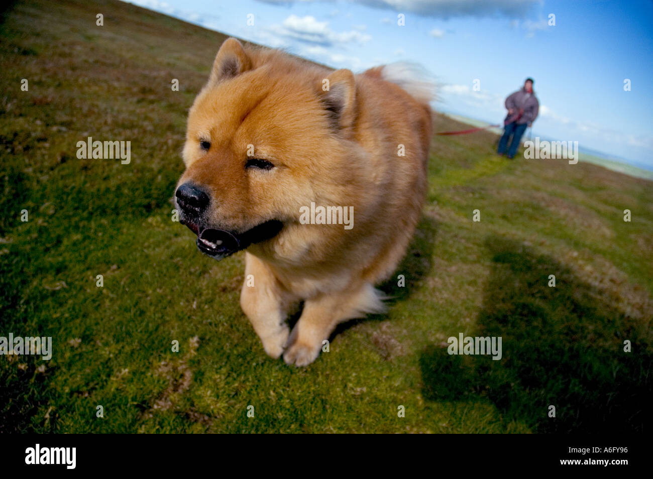 Donna che cammina chow cane su montagne gallese in Powys gb Foto Stock