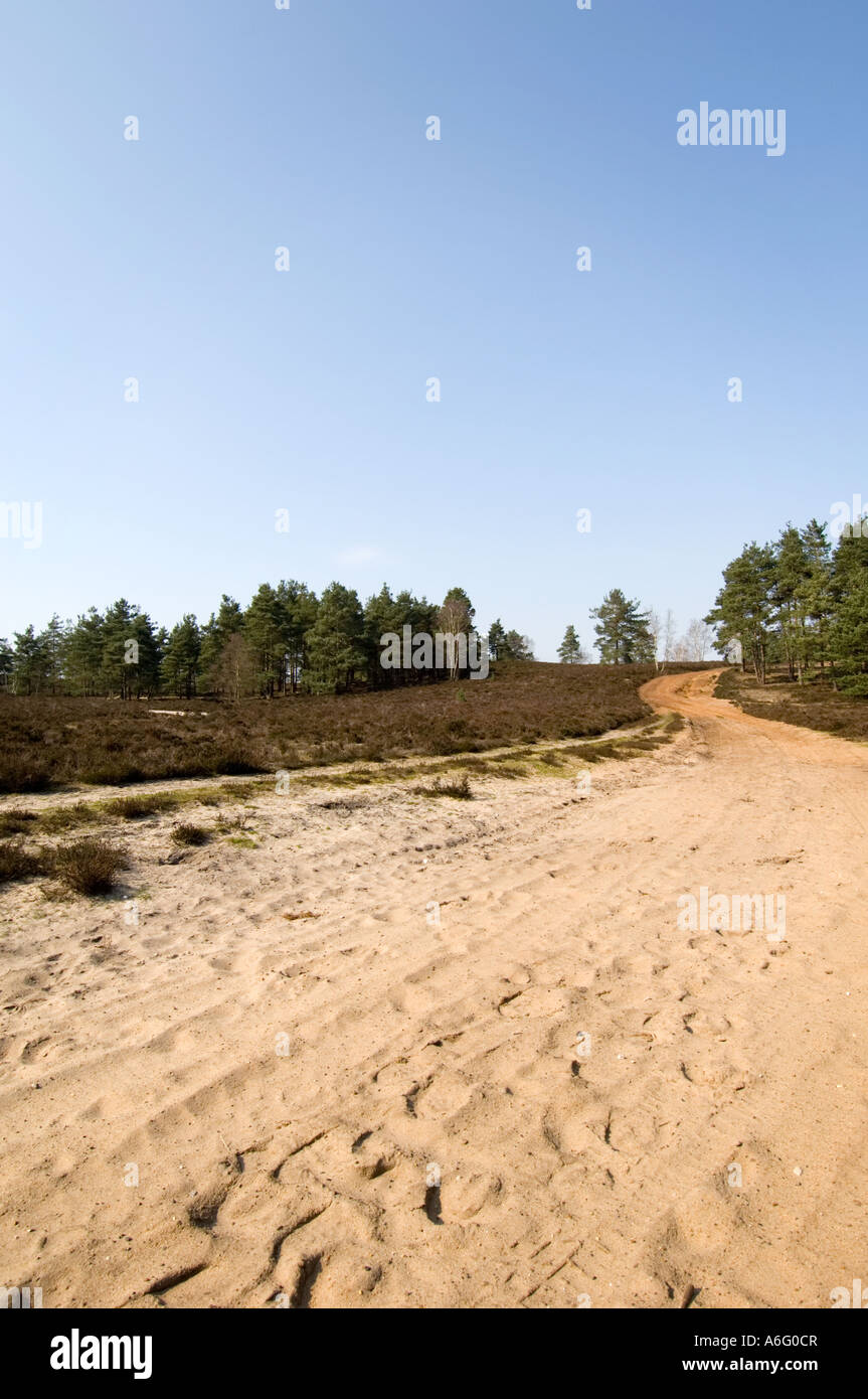 Hankley greensand comune modo Surrey UK brughiera Foto Stock