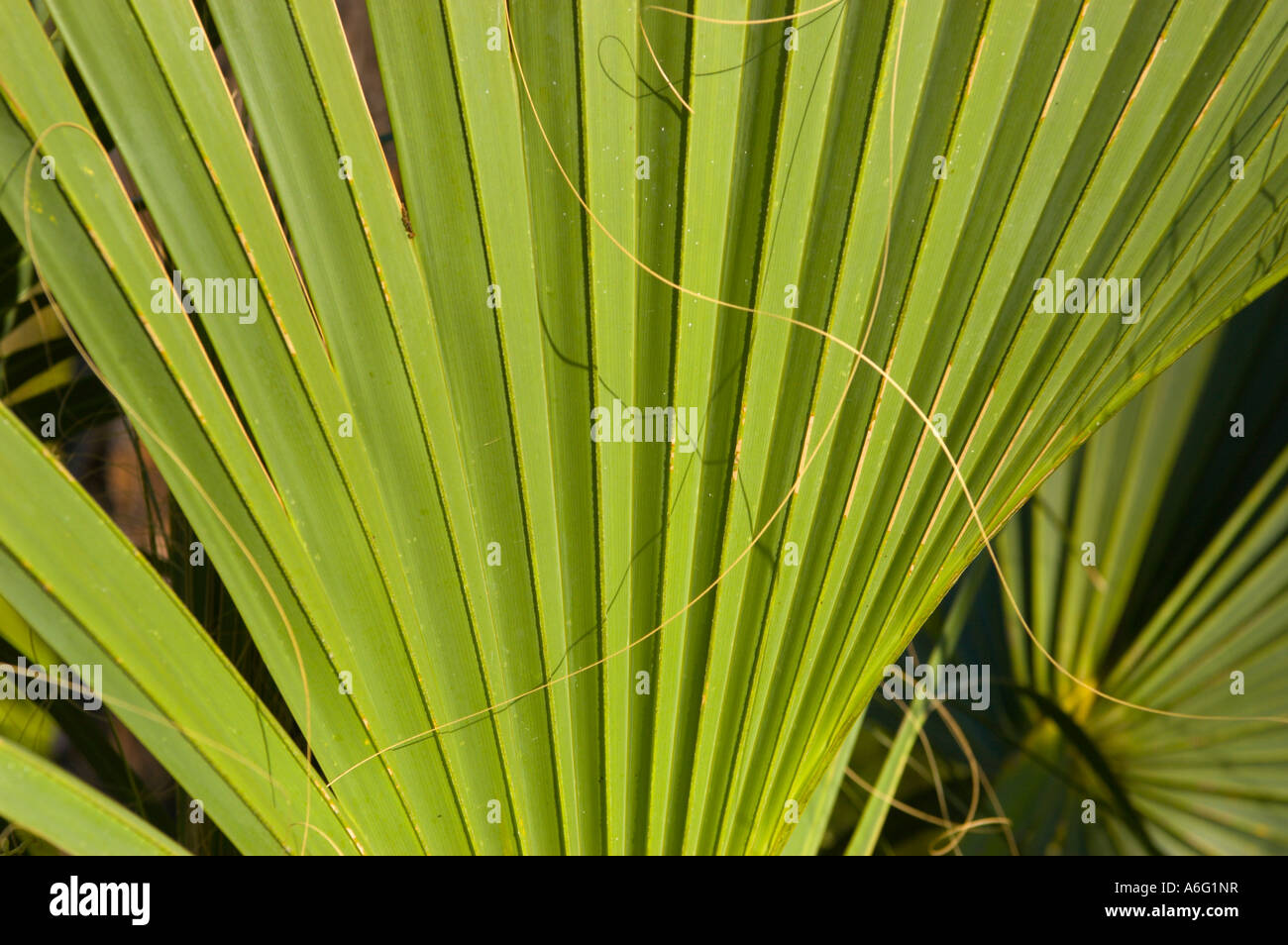Piante in slash pine micro clima subtropicale foresta di pini Everglades in Florida del Sud Foto Stock