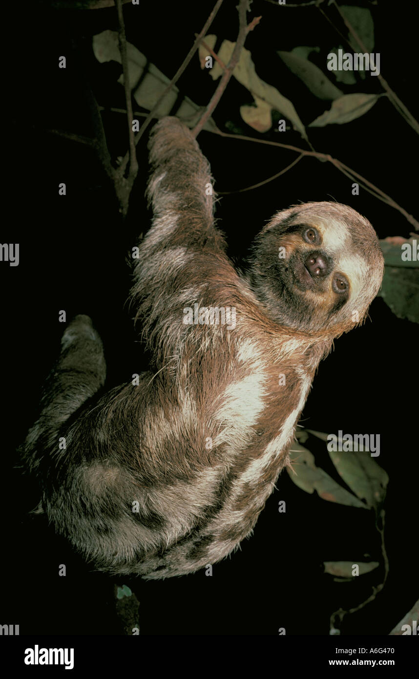 Tre dita bradipo (Bradypus variegatus) fiume del Amazon BRASILE Foto Stock