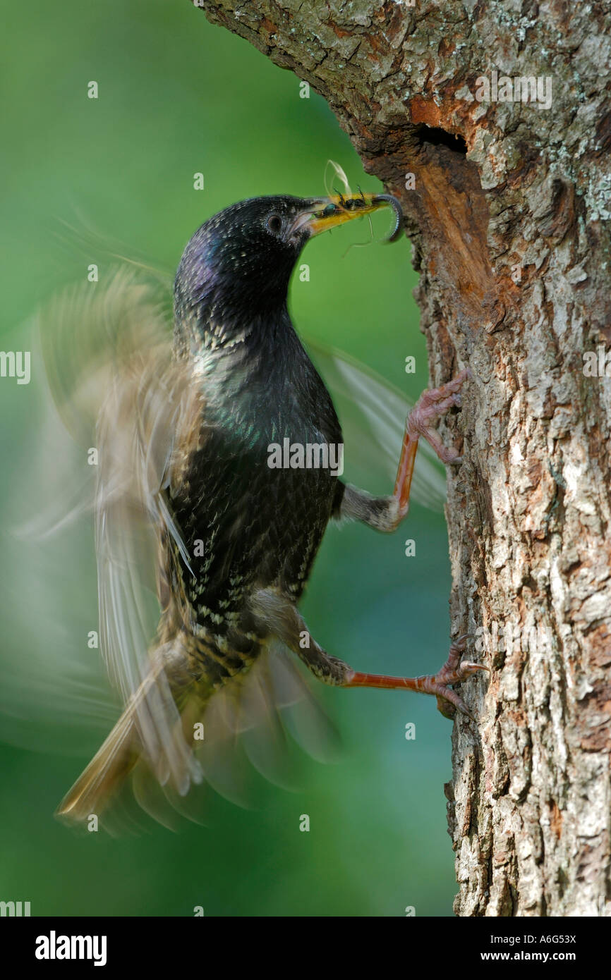 Unione Starling (Sturnus vulgaris) in atterraggio vicino al suo nido con cibo nel suo pecker Foto Stock