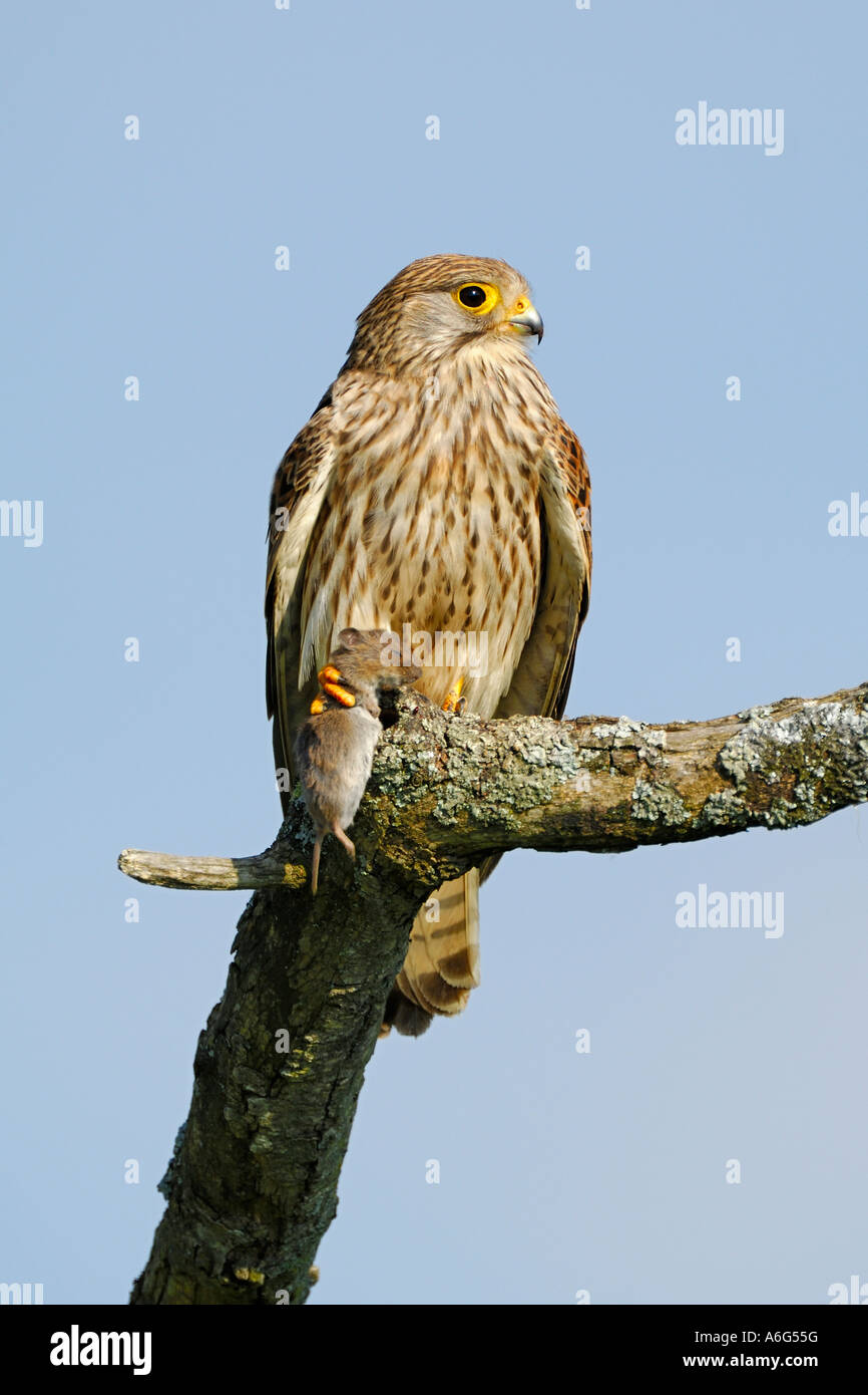 Comune di gheppio (Falco tinnunculus) seduta con catturato Vole comune (Microtus arvalis) Foto Stock