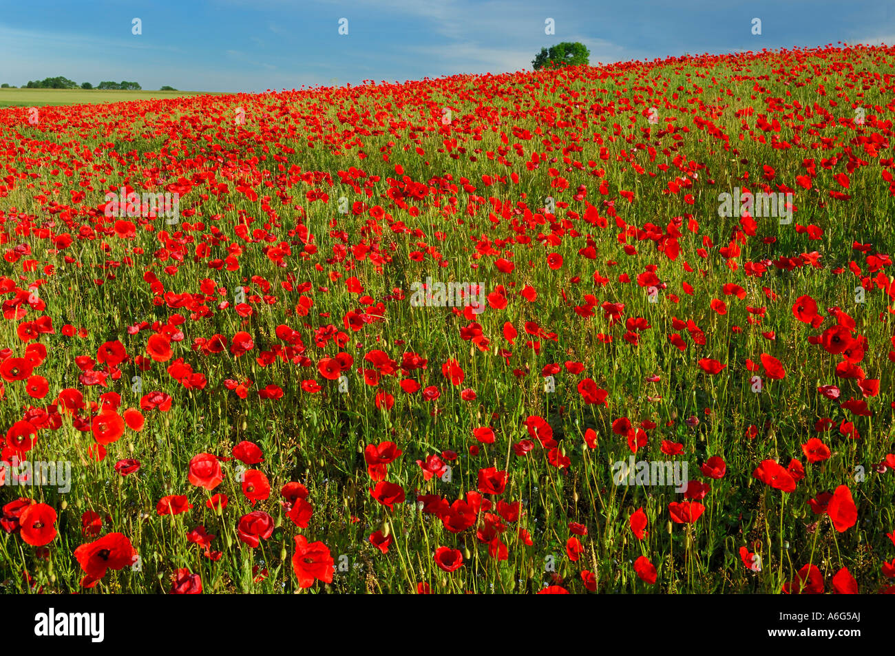 Il mais papavero (Papaver rhoeas), prato Foto Stock