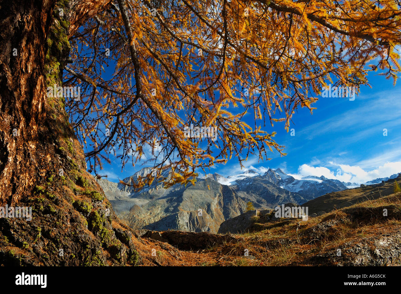 Autunnale di larice (Larix decidua), il Parco Nazionale Gran Paradiso, Italia Foto Stock