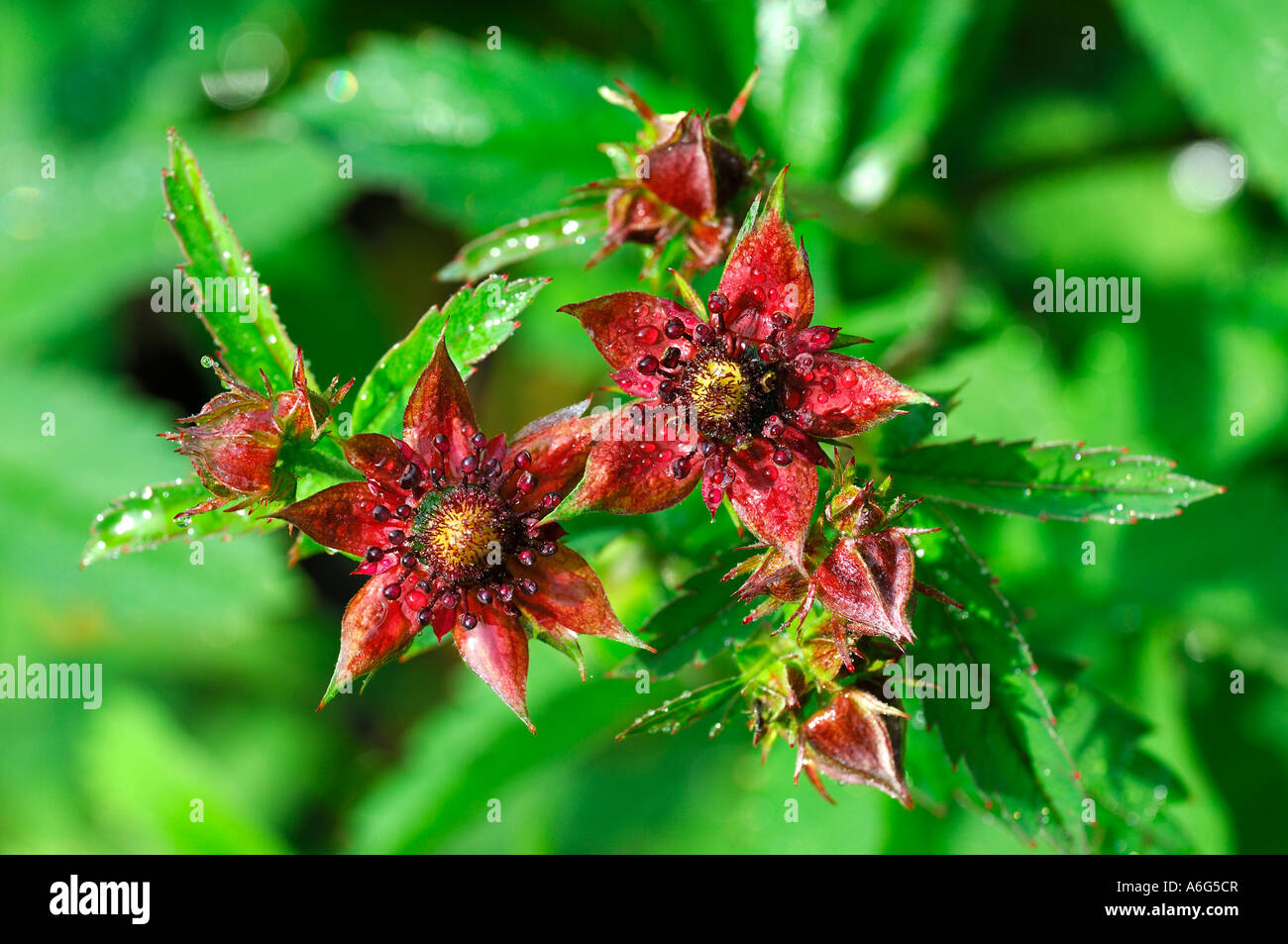Marsh Cinquefoil (Potentilla palustris) Foto Stock