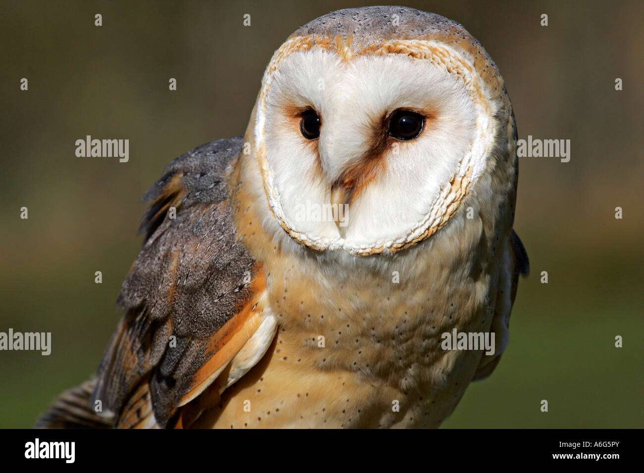 Barbagianni - ritratto (Tyto alba) Foto Stock