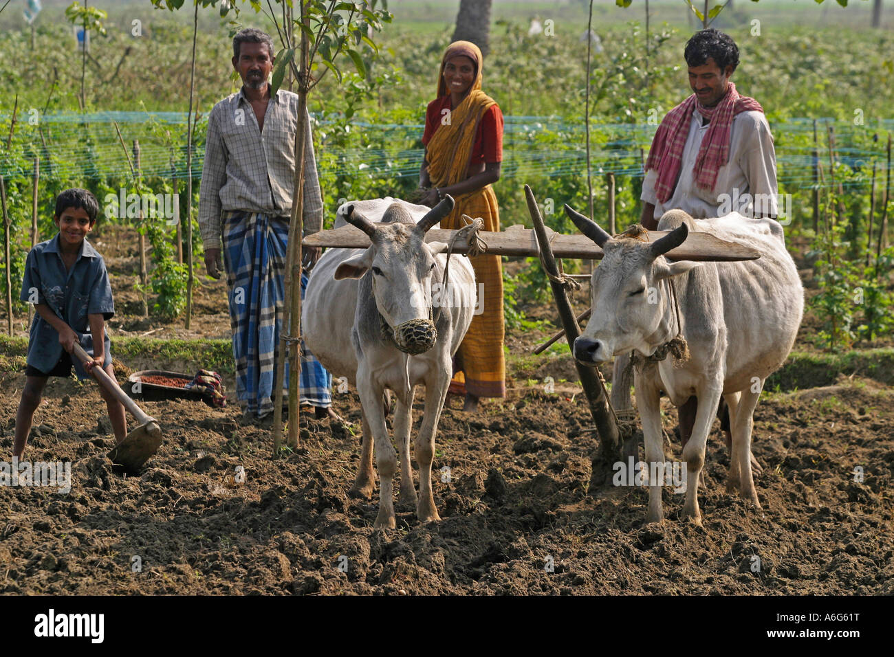 Famiglia indiana facendo il lavoro sul campo con buoi aratro e hatchet, westbengalia, India Foto Stock