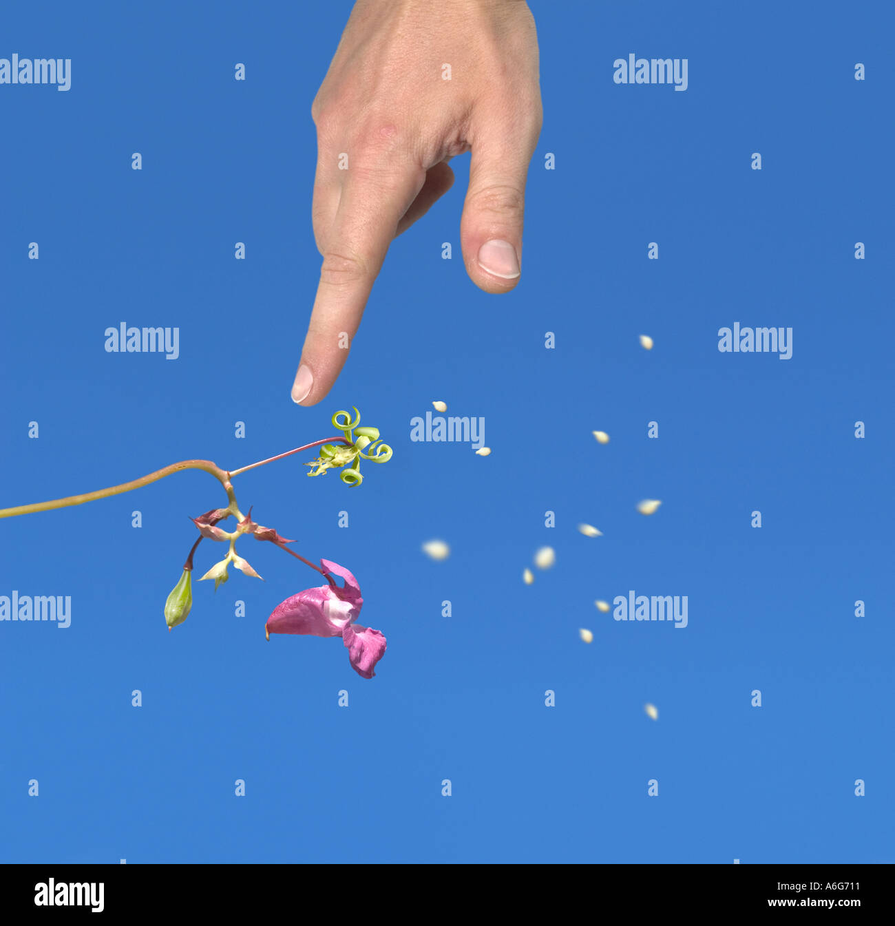 Una mano toccare touch-me-non Himalayan Balsamina Impatiens glandulifera e diffusione di sementi composito digitale Baviera Germania Europa Foto Stock