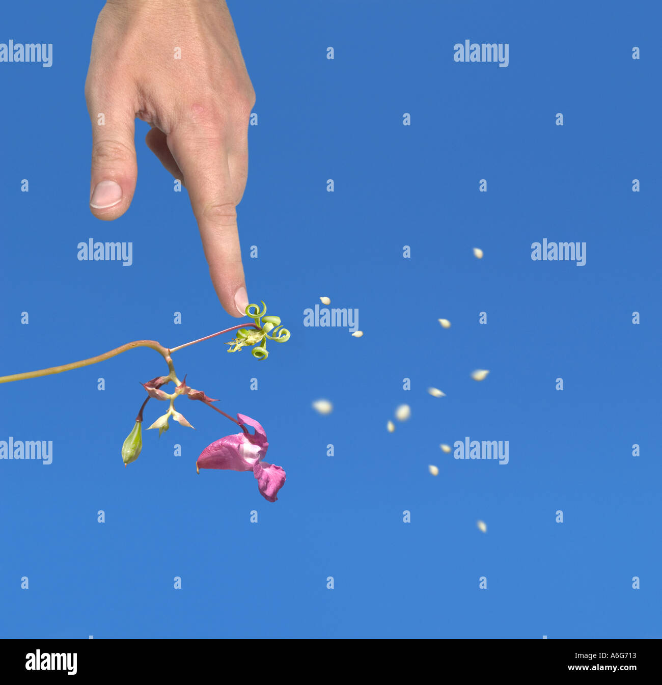 Una mano toccare touch-me-non Himalayan Balsamina Impatiens glandulifera e diffusione di sementi composito digitale Baviera Germania Europa Foto Stock