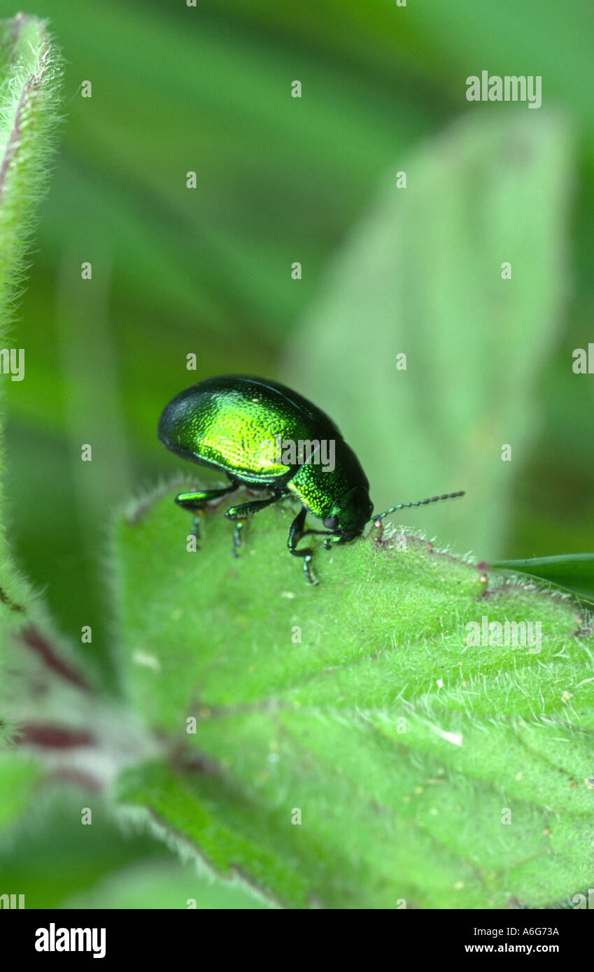 Verde foglia di menta beetle su una foglia Foto Stock