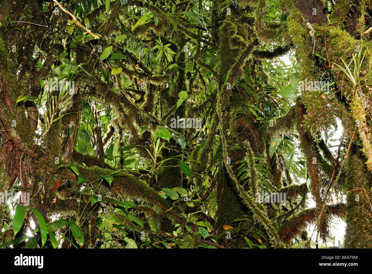 La foresta pluviale, rara avis, Las Horquetas, Costa Rica Foto Stock