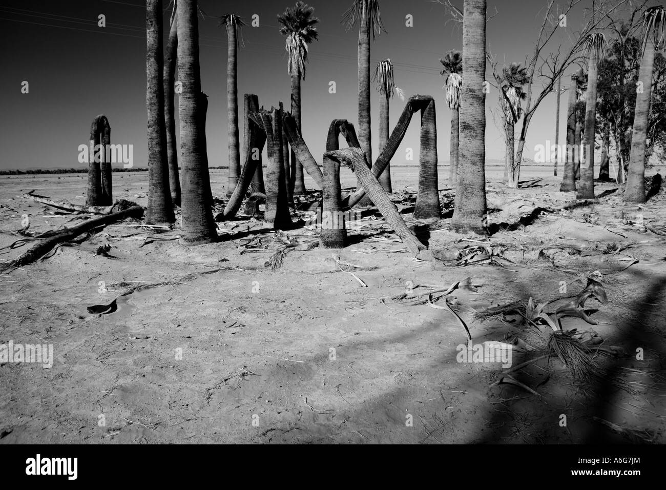 Le palme piegate e non bagnate si curvano in modo drastico, somigliando ai tronchi di elefante e creando una scena naturale inquietante ma affascinante. Foto Stock