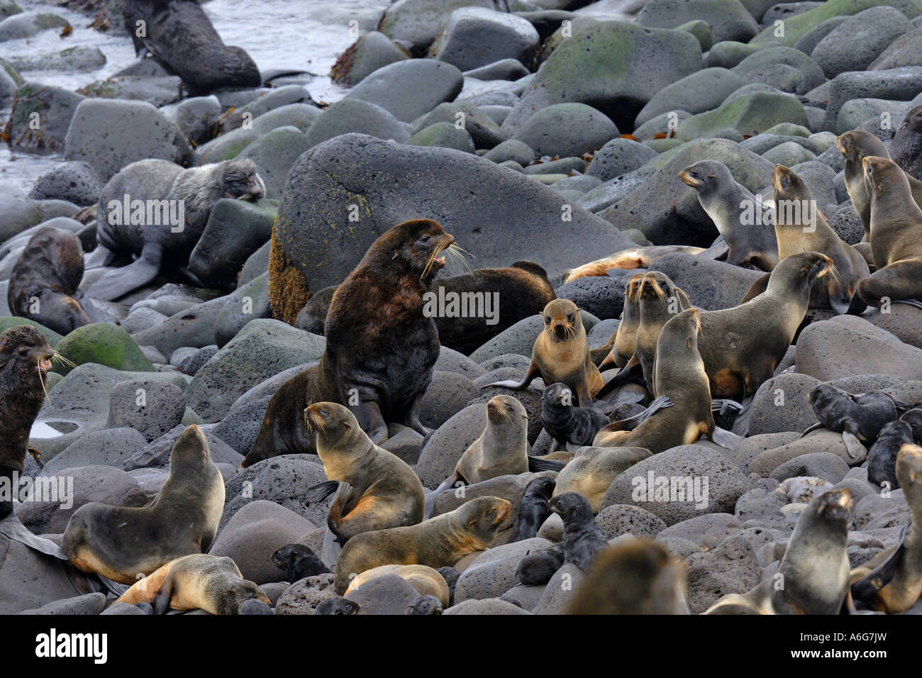 Northern pelliccia sigillo (Callorhinus ursinus), gruppo, STATI UNITI D'AMERICA, Alaska, Pribilof isola, Isola di San Paolo Foto Stock