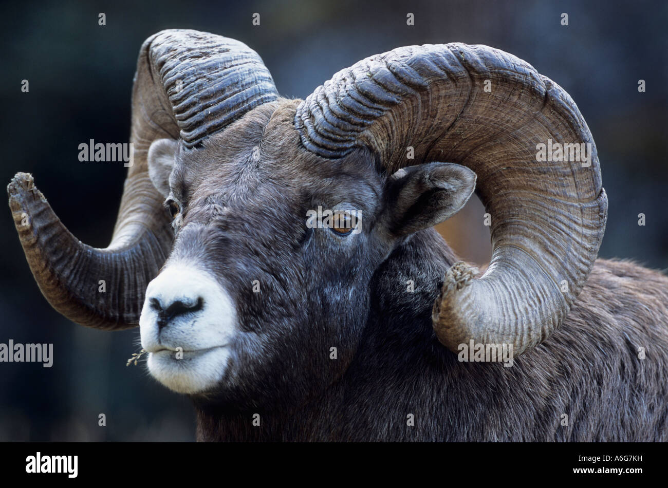 Ritratto di Bighorn Ram (Ovis canadensis) close-up di ram la testa, Canada Foto Stock