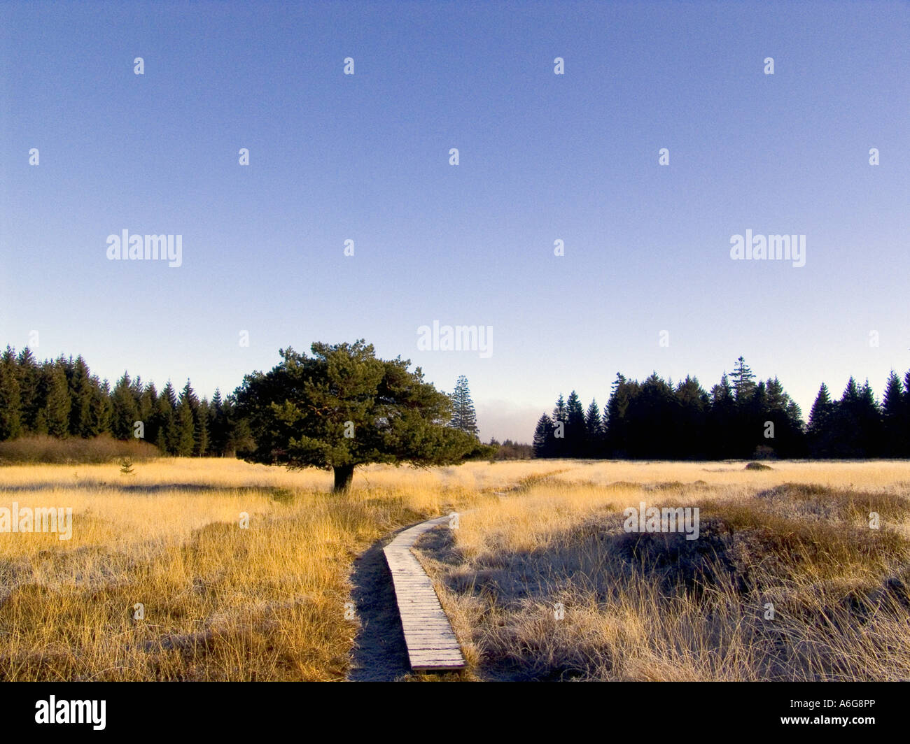 Il boardwalk attraverso un fango in inverno, in Germania, in Renania settentrionale-Vestfalia, Hohes Venn Foto Stock