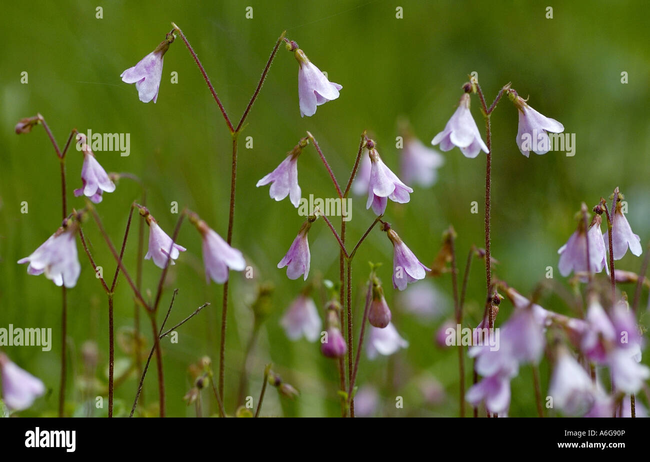 Twinflower (Linnaea borealis), Regno Unito, Scozia, altopiani, Cairngorms NP Foto Stock