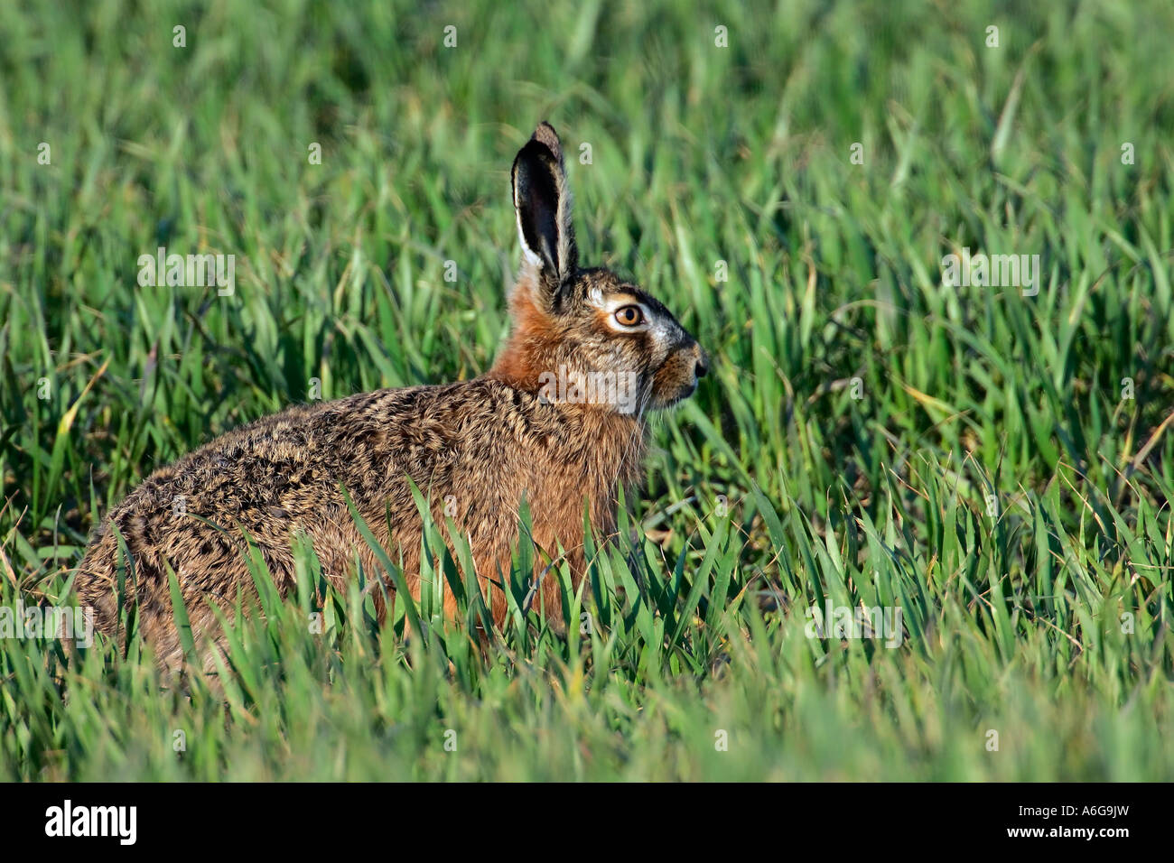 Unione lepre (Lepus europaeus) Foto Stock