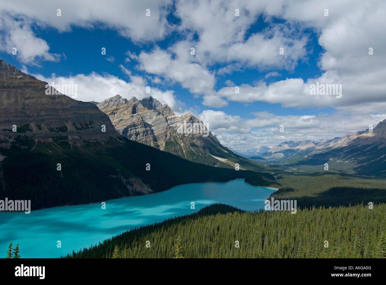 Vista la boscosa con la riva del Lago Peyto e Mistaya valle con il Monte Patterson in background, Waputik montagne, Banff Foto Stock