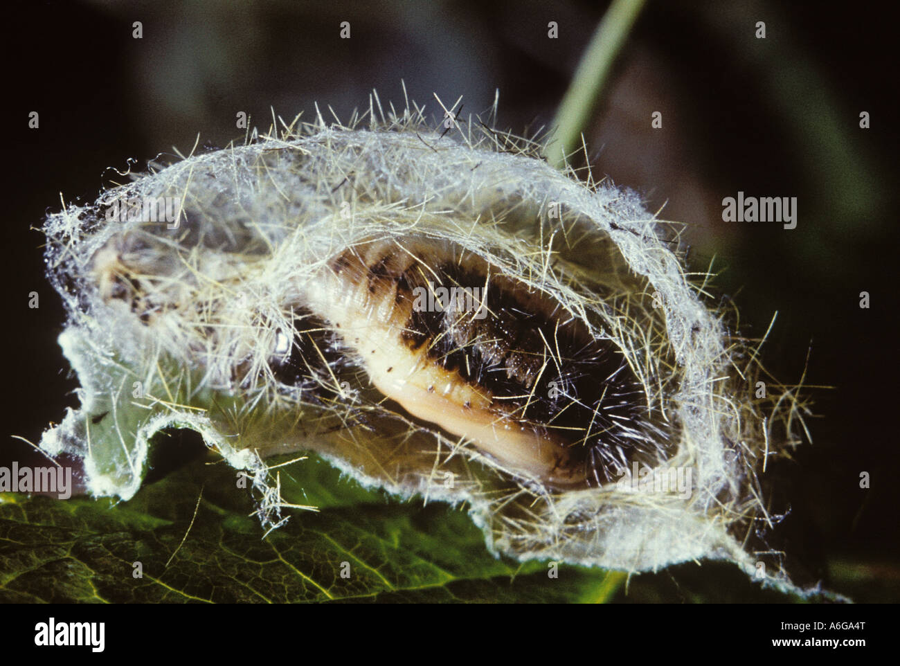 Il Vaporer pupa (Orgyia antiqua), Germania Foto Stock