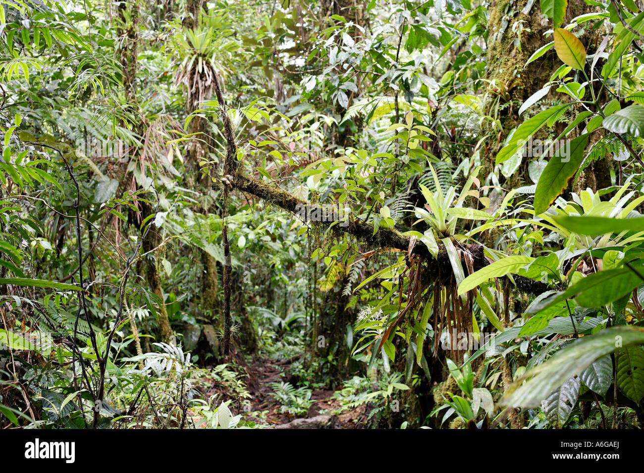 Percorso nella foresta pluviale, rara avis, Las Horquetas, Costa Rica Foto Stock
