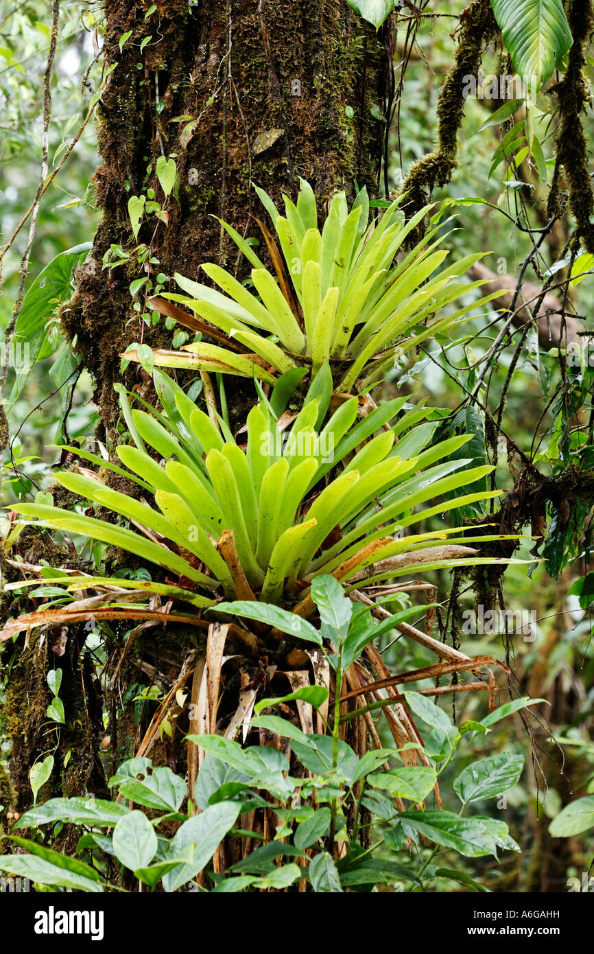 Bromeliacee nella foresta pluviale, rara avis, Las Horquetas, Costa Rica Foto Stock