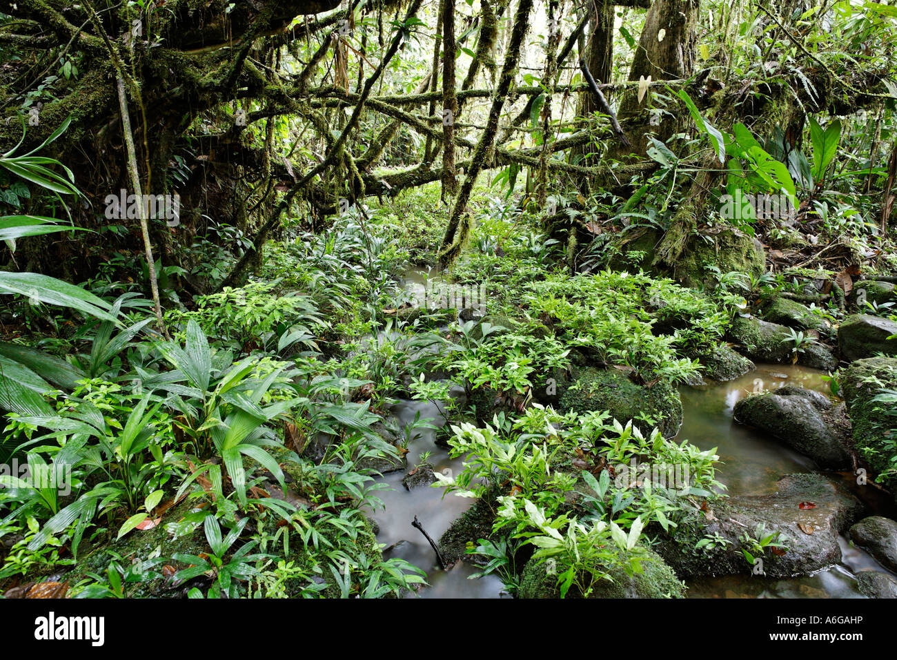 Flusso nella foresta pluviale, rara avis, Las Horquetas, Costa Rica Foto Stock