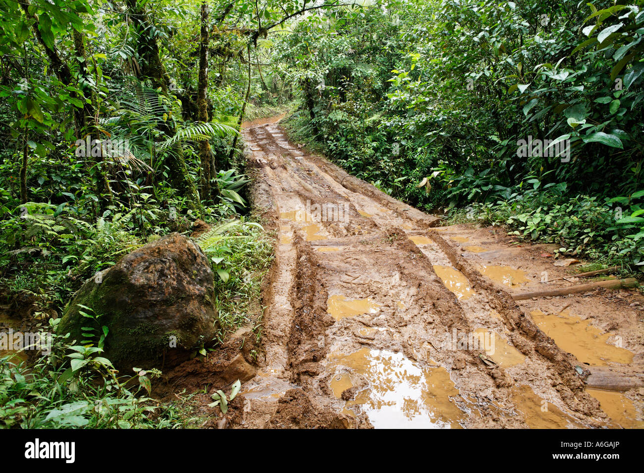 Percorso nella foresta pluviale Las Horquetas di rara avis nella foresta pluviale, Costa Rica Foto Stock