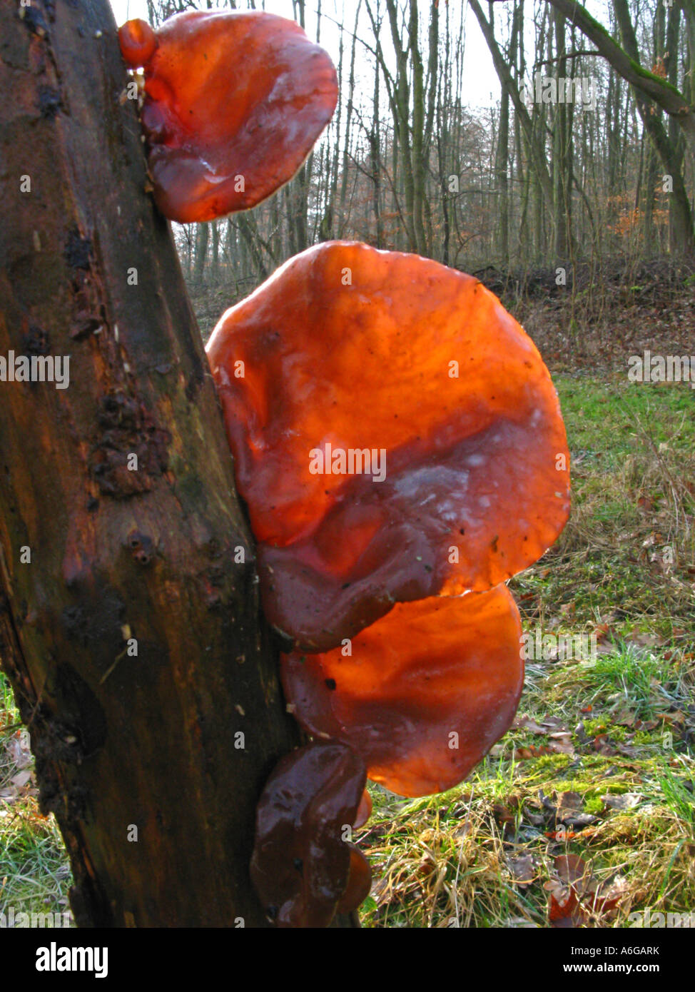 Giudeo l orecchio fungo (Auricularia padiglione auricolare-judae, Hirneola padiglione auricolare-judae), a fungo Foto Stock